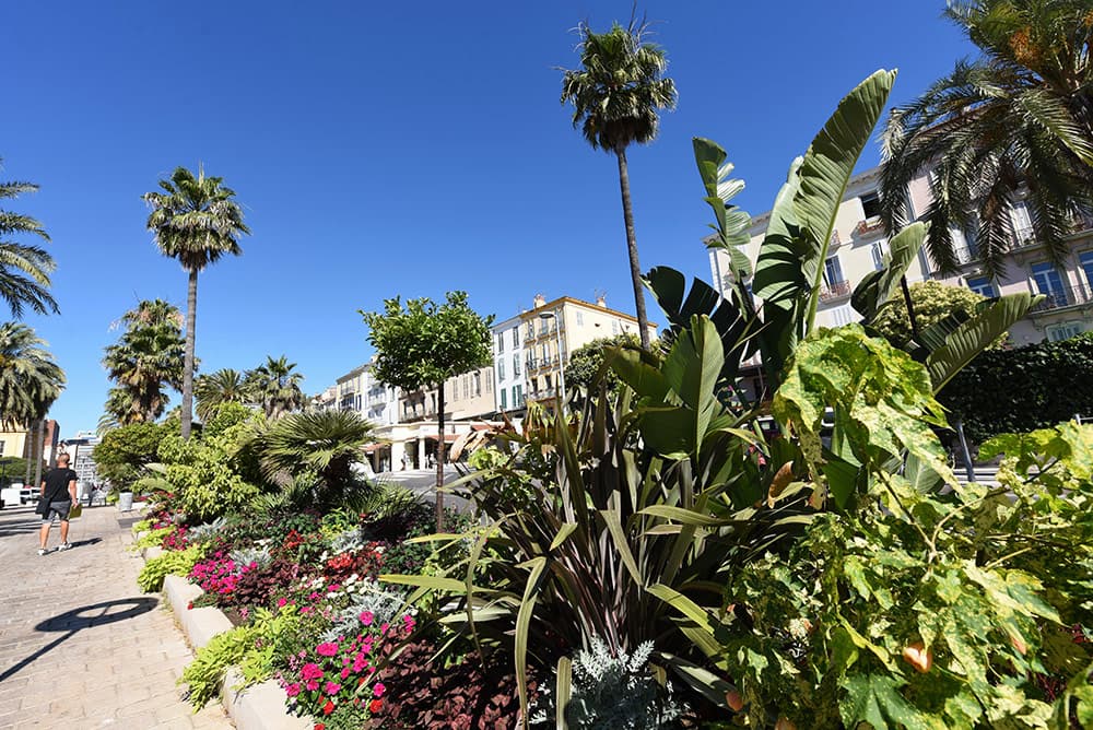 Élagage et entretien d'arbres à Hyères-les-Palmiers